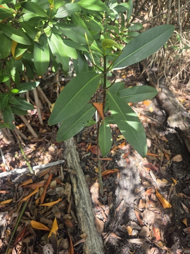 Rhizophora mangle observed 2026-10-24