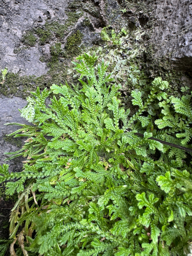 Selaginella pallescens observed 2026-10-24