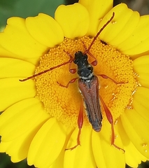 Stenopterus mauritanicus