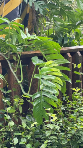 Epipremnum pinnatum observed 2026-10-25