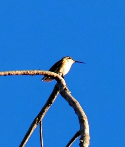 Rufous Hummingbird