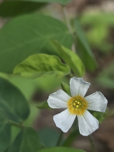 Oxalis barrelieri observed 2026-10-23