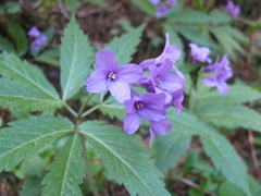 Cardamine glanduligera
