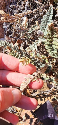 Eaton's lipfern