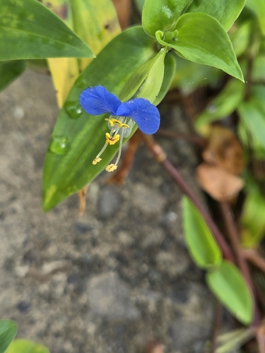 Commelina communis, 2026-10-25