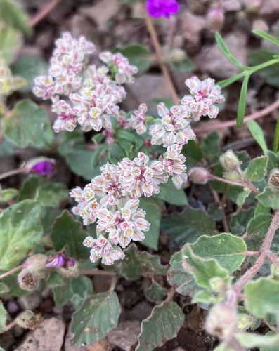Abert's buckwheat