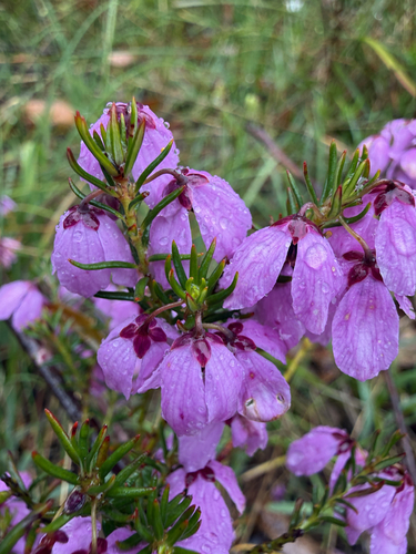 Tetratheca observed 2026-10-25