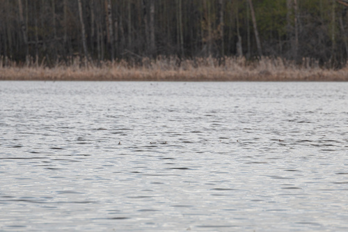 Wilson's Phalarope
