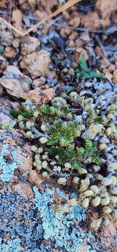 Peruvian Spikemoss