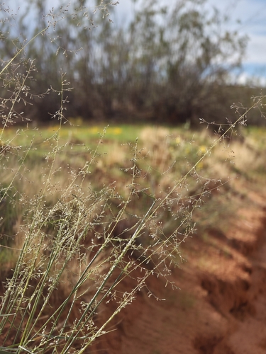 mesa dropseed