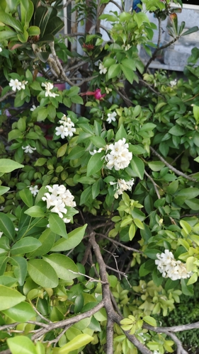 Murraya paniculata observed 2026-10-24