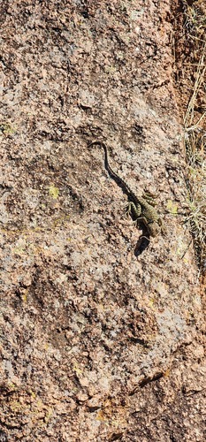 Eastern Collared Lizard