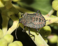 Halyomorpha halys