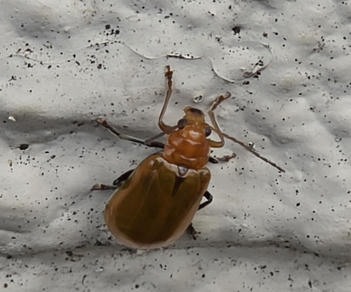 Aulacophora, 2026-10-25