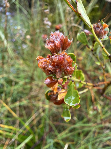 Pultenaea daphnoides observed 2026-10-25