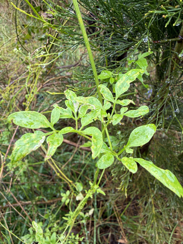 Clematis microphylla observed 2026-10-25