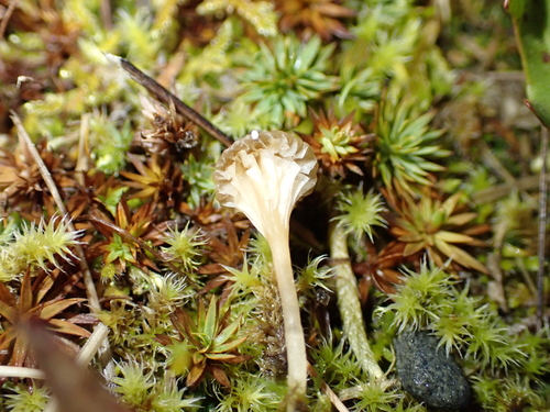 Umbelliferae observed 2026-10-24