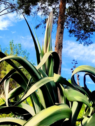 Agave salmiana, 2026-10-23