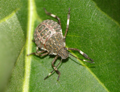 Halyomorpha halys
