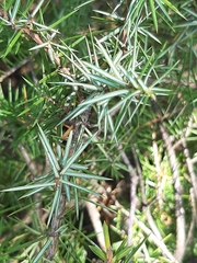 Juniperus