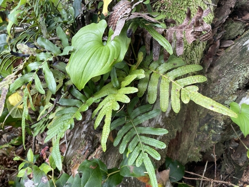 Polypodium scouleri observed 2026-10-24