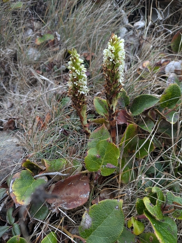 Platanthera elegans observed 2026-10-18