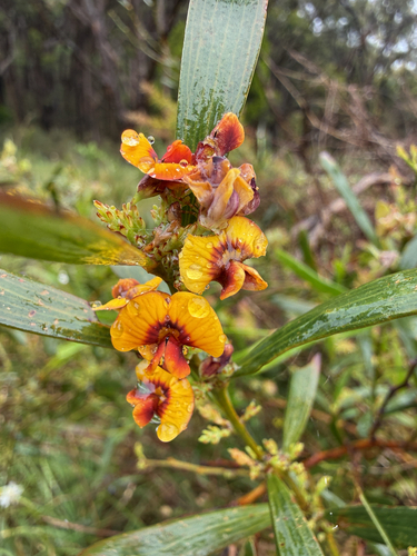 Daviesia leptophylla observed 2026-10-25