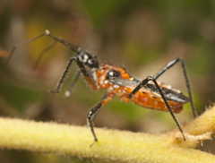Trachylestes aspericollis