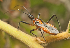Trachylestes aspericollis