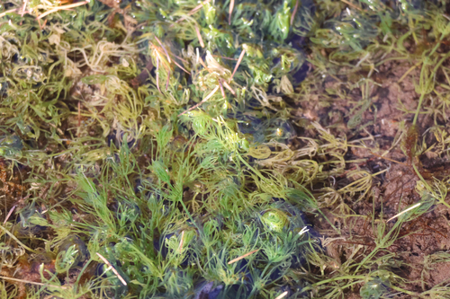 Chara vulgaris, 2026-10-24