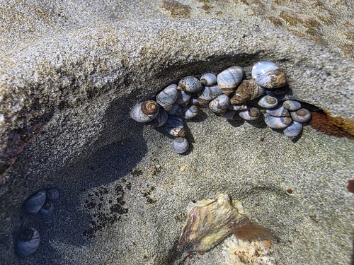 Austrolittorina unifasciata observed 2026-10-25