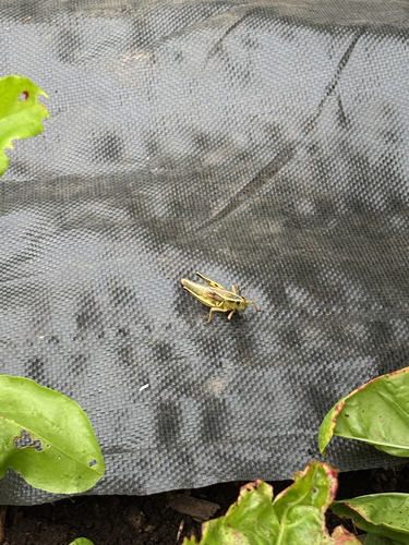 Two-striped Grasshopper
