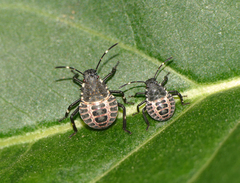 Halyomorpha halys