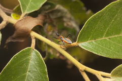 Trachylestes aspericollis