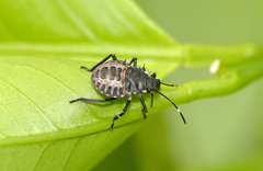 Halyomorpha halys