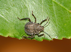 Halyomorpha halys