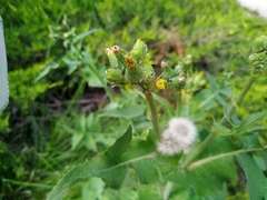 Sonchus oleraceus