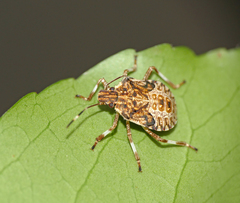 Halyomorpha halys
