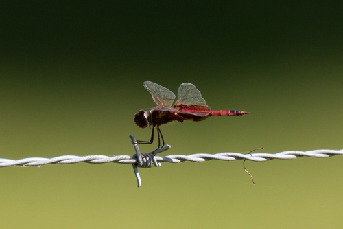 Red Saddlebags