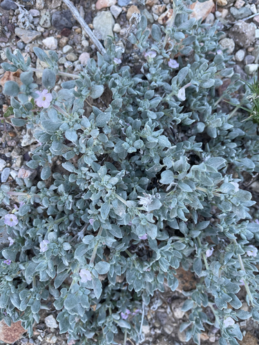 Shrubby Tiquilia