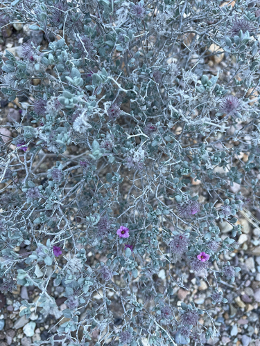 Plumed Crinklemat