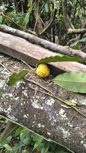 Garcinia observed 2026-10-18