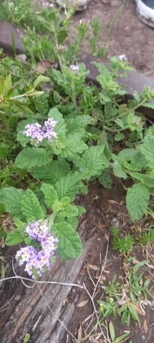 Heliotropium amplexicaule observed 2026-10-24