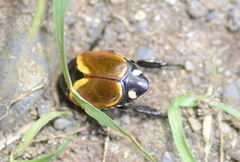 Popillia bipunctata
