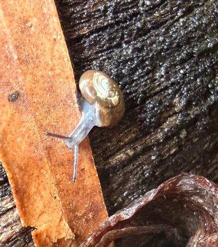 Zonitoides arboreus observed 2026-10-25