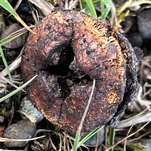 Eucalyptus globulus observed 2026-10-25
