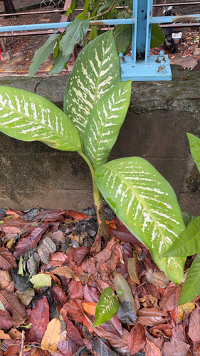 Dieffenbachia seguine observed 2026-10-25