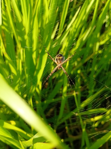 Silver Garden Orbweaver