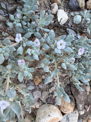 Shrubby Tiquilia