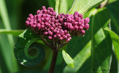 Asclepias incarnata incarnata